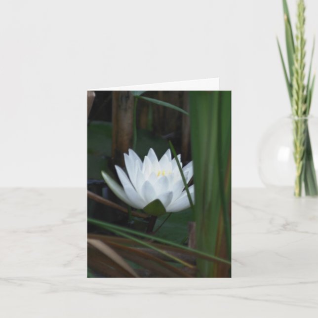 Nénuphar Lotus en Feu Flower Photography  (Devant)