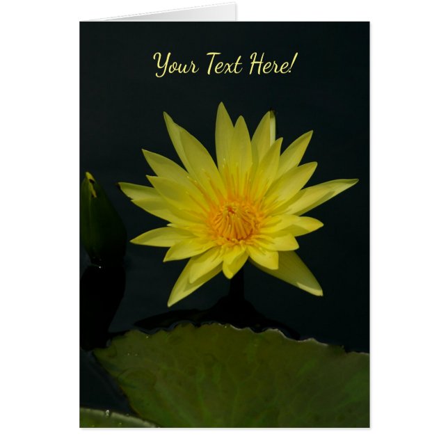 Nénuphar Lotus jaune (Devant)