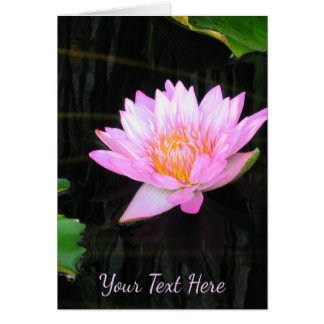 Nénuphar rose Lotus