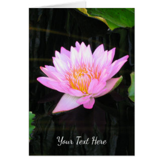 Nénuphar rose Lotus