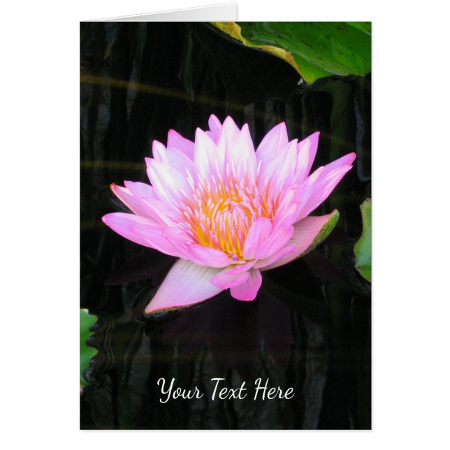 Nénuphar rose Lotus (Devant)
