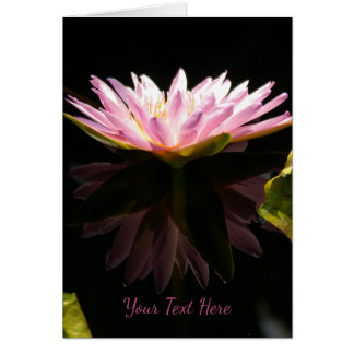 Nénuphar rose Lotus