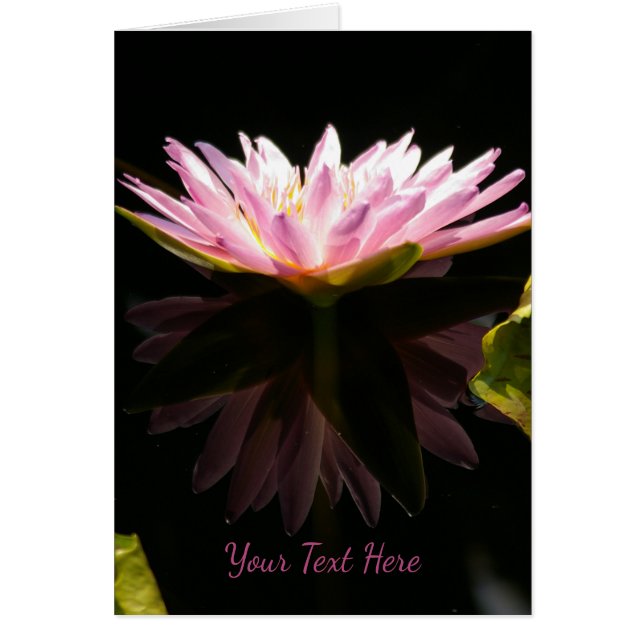 Nénuphar rose Lotus (Devant)