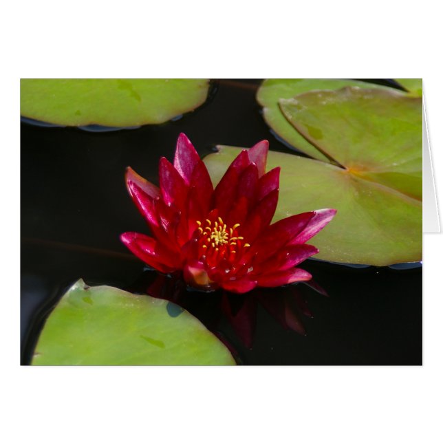 Nénuphar rose Magenta Lotus (Devant horizontal)