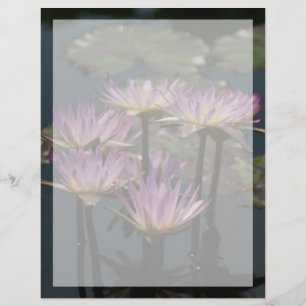 Nénuphars de Lotus pourpres
