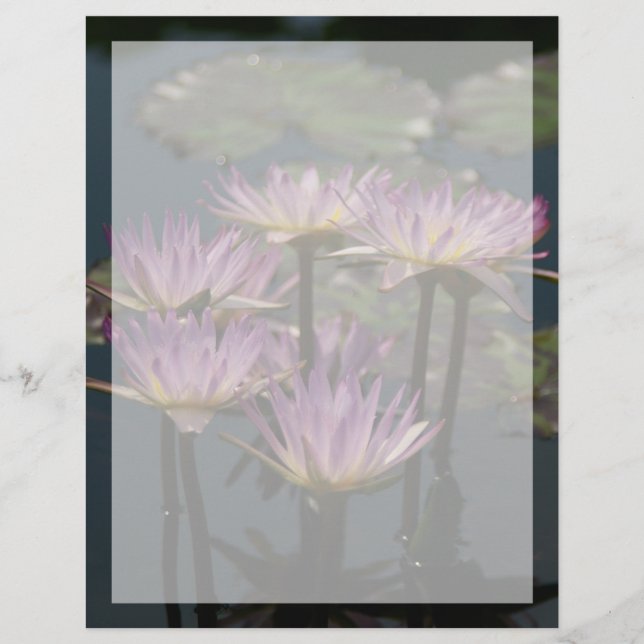Nénuphars de Lotus pourpres (Devant)