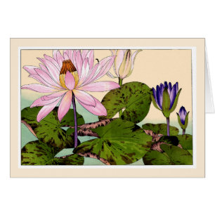 Nénuphars roses et violets, carte d'art des plante