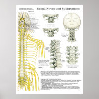 Nerfs épineux et subbluxes Poster chiropratique