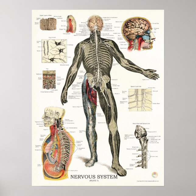 Nervous System Spinal Nerves Anatomy Poster (Devant)