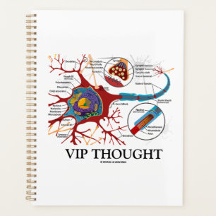 Neuron de pensée VIP Synapse Neurotransmetteur Hu