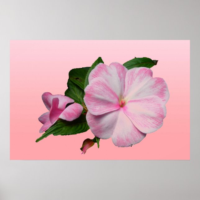 New Guinea Impatiens Pink & White Poster (Devant)
