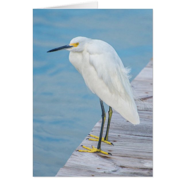 New Smyrna Beach, Aigrette neigeuse sur quai (Devant)