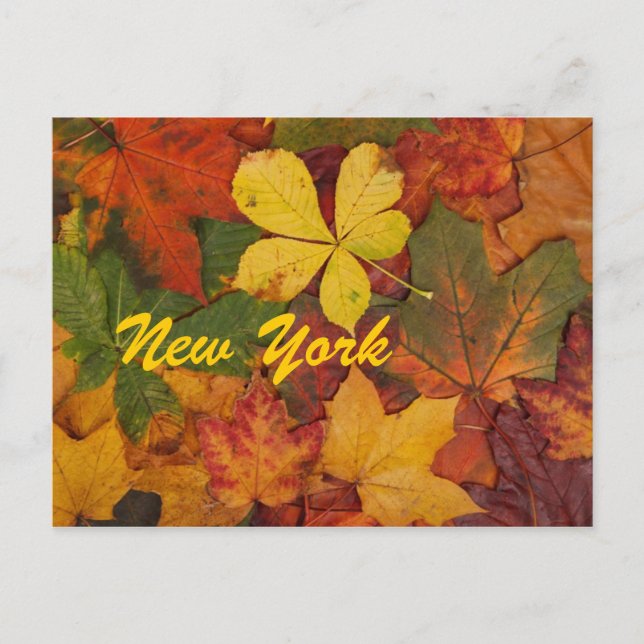 New York Automne Feuilles Carte postale (Devant)
