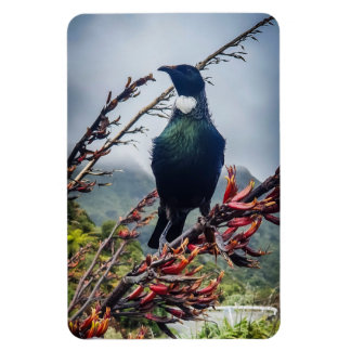 New Zealand Tui - Photographie sur Magnet