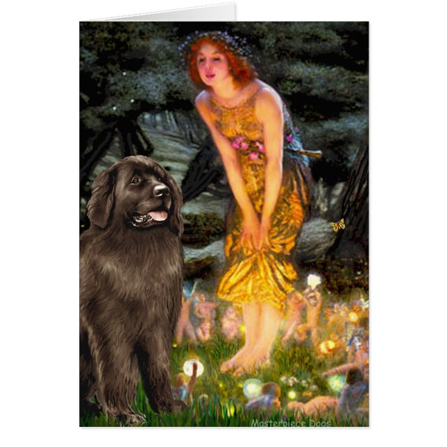 Newfie (marron) - veille de la Saint-Jean (Devant)