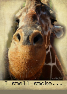 Invitations Faire Part Cartes Girafe Humoristique Zazzle Fr Invitations Faire Part Cartes Girafe Humoristique Zazzle Fr