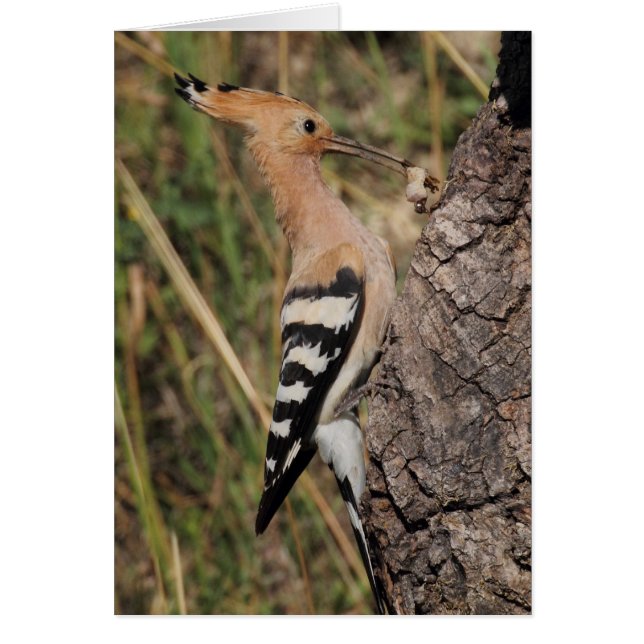 Nichage de l'alimentation en hoopoe (Devant)