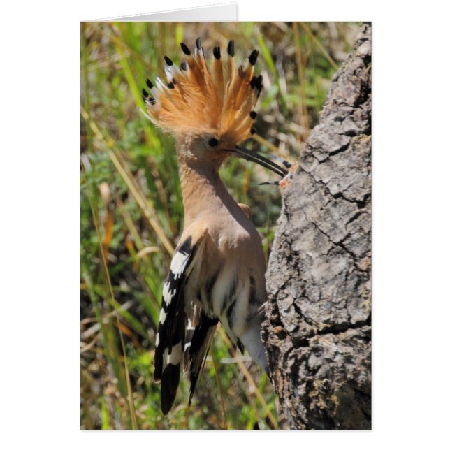 Nichage de l'alimentation en hoopoe (Devant)
