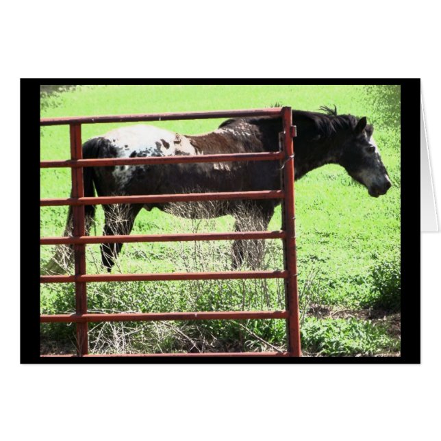 "Nick" Appaloosa Horse (Devant horizontal)