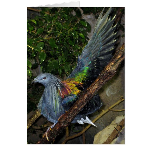 Nicobar Pigeon Wave (Devant)