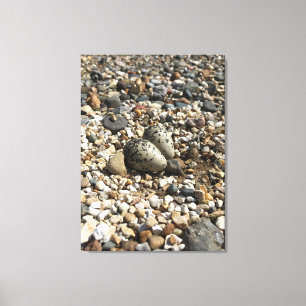 Nid de Killdeer et photo d'oeufs sur la toile