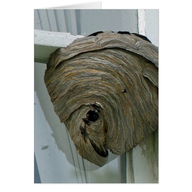 Nid Hornets (Devant)