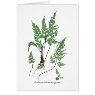 Nigrum d'adiantum d'Asplenium