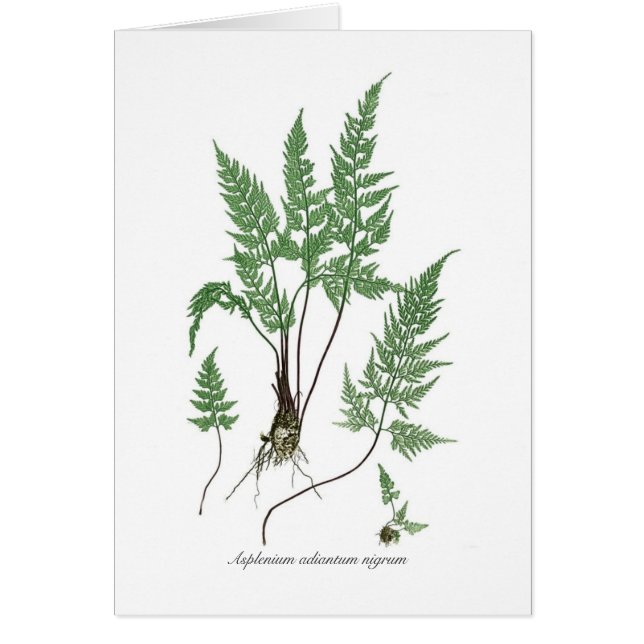 Nigrum d'adiantum d'Asplenium (Devant)