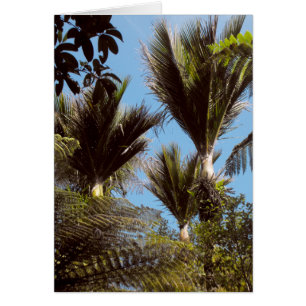 Nikau Palm