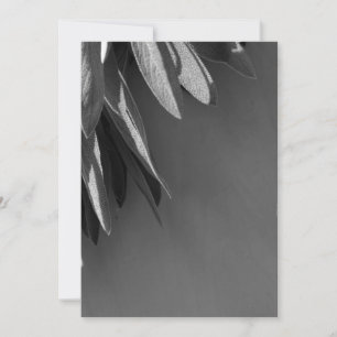 Niveaux de gris fraichement coupés