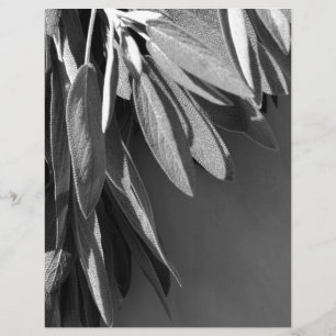 Niveaux de gris fraichement coupés