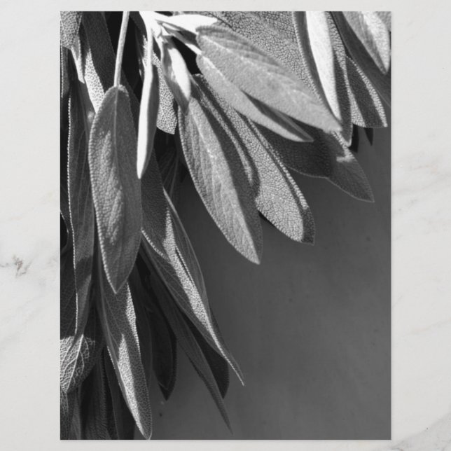 Niveaux de gris fraichement coupés (Devant)