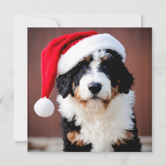 Noël Bernedoodle (Devant)