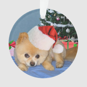 Noël, chien de Pomeranian, casquette de Père No