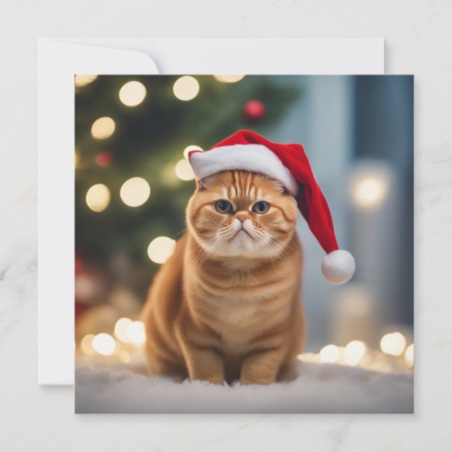 Noël Exotique Shorthair (Devant)
