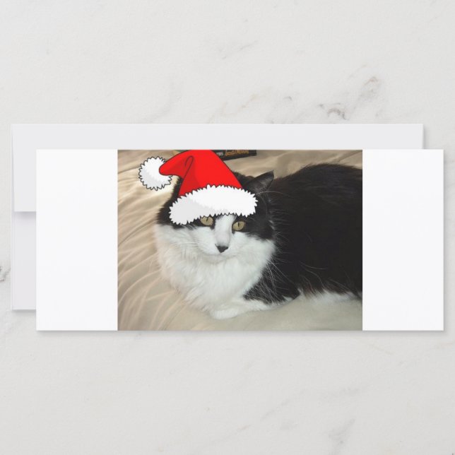 Noël Long Haired Noir et Blanc Kitten (Devant)