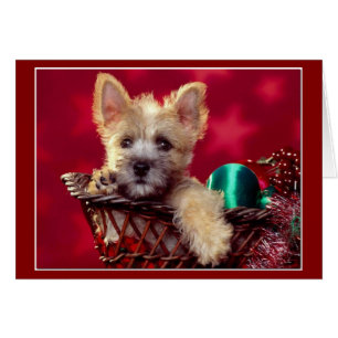 Noël Terrier