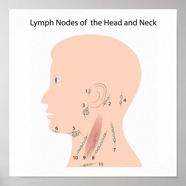 Noeuds lymphatiques de la tête et du cou Poster (Devant)