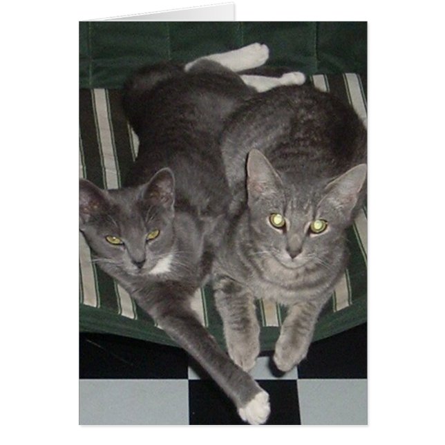 Noir, blanc et gris (Devant)