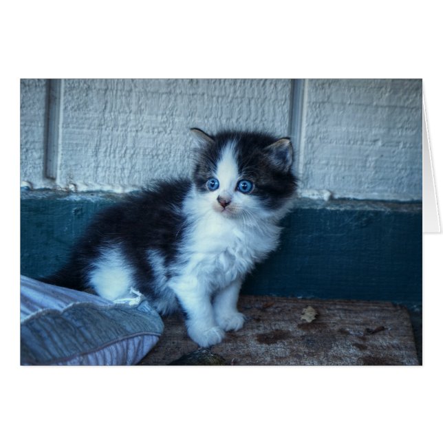 Noir + Kitten blanc (Devant horizontal)