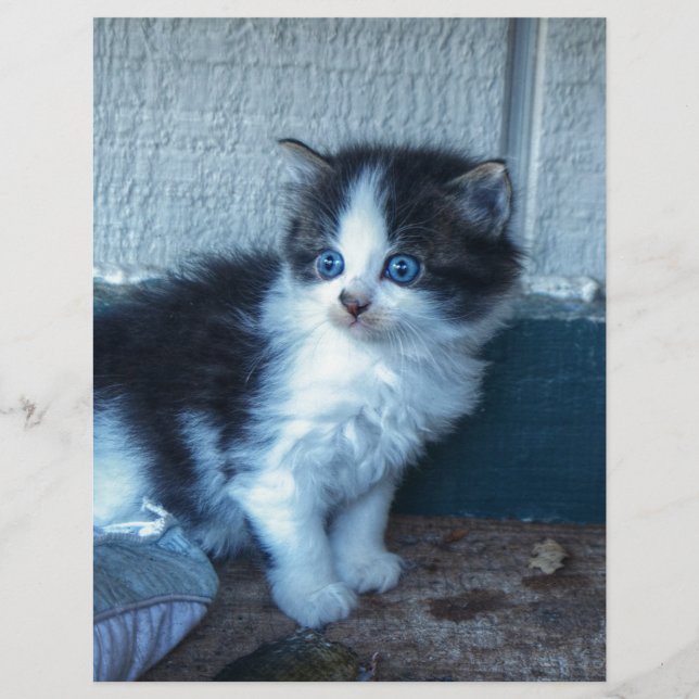 Noir + Kitten blanc (Devant)