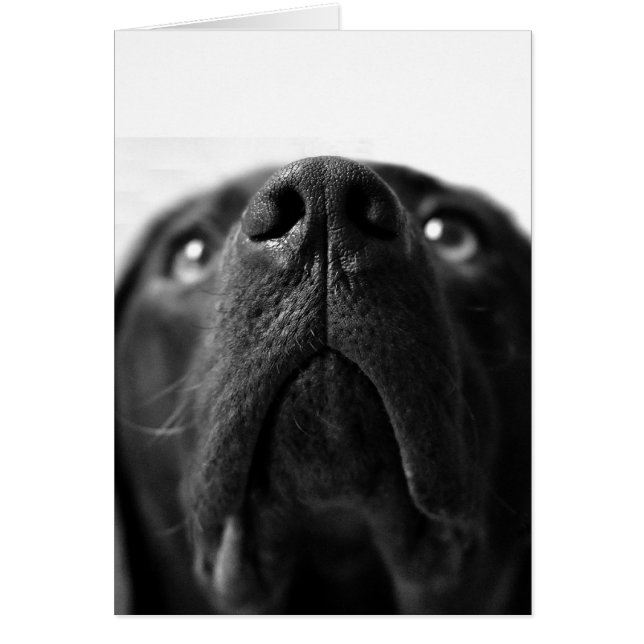 Noir Labrador nez près (Devant)