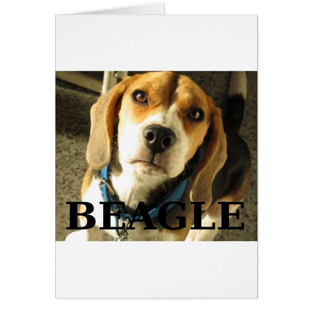 Nom de la photo beagle (Devant)