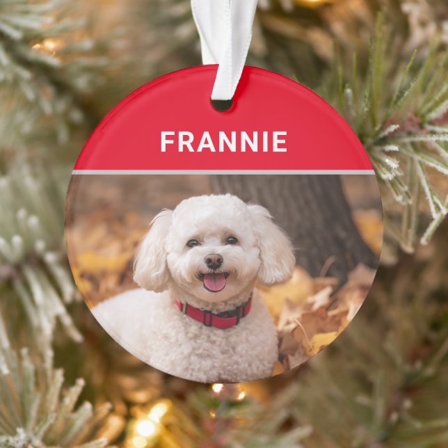 Nom et photo du chien Bichon Frise Noël (Arbre)