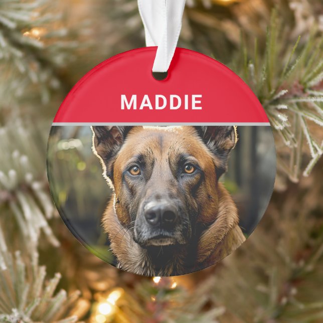 Nom et photo du chien malinois belge Noël (Arbre)