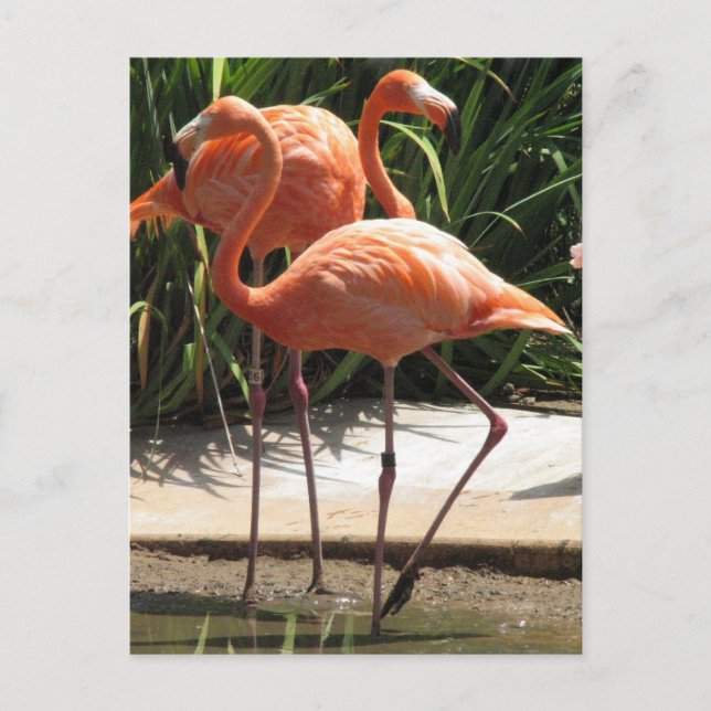 Nombre de Flamants roses Carte postale (Devant)