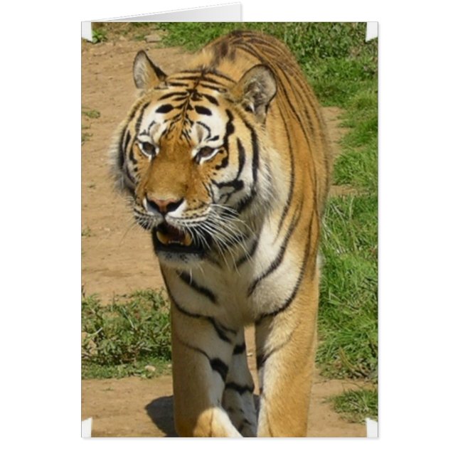 non défini (Devant)