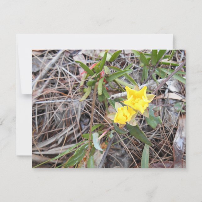 Nophis Carte de remerciements (Devant)