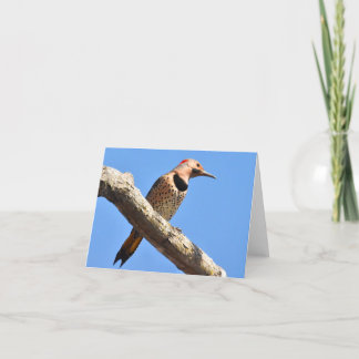 Northern Flicker - Carte de note vierge