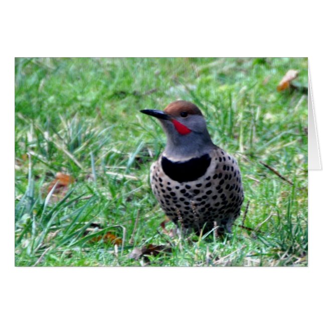 Northern Flicker Woodpecker - Carte d'art encadrée (Devant horizontal)